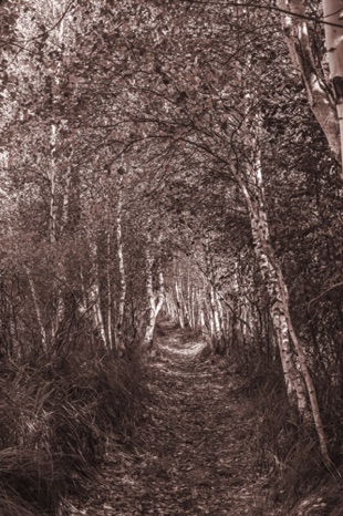Imagine sepia - NHP90s Imagine sepia - NHP90s